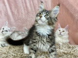 Un chaton Maine Coon brown tabby et blanc à acheter (LOOF)
