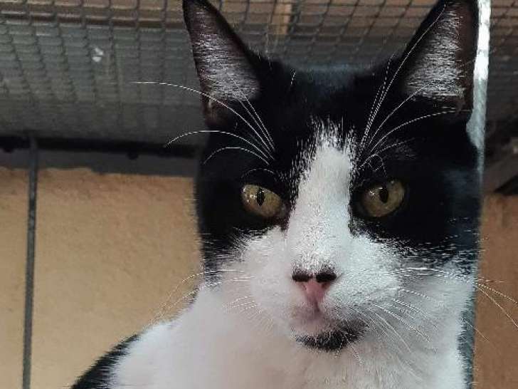 À adopter : chat noir et blanc