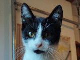 Chaton noir et blanc à adopter