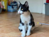 Chaton noir et blanc à adopter