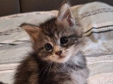 5 chatons Maine Coons LOOF, de septembre 2023, à réserver