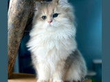 Superbe mâle British Longhair LOOF à vendre
