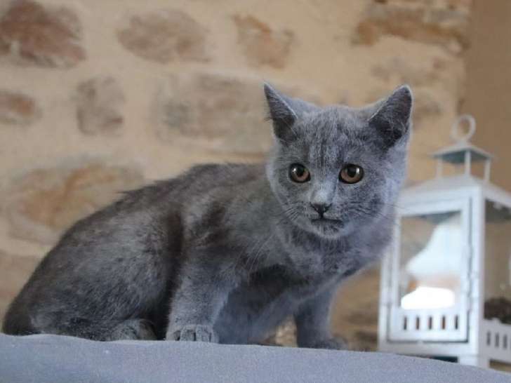Des chatons Chartreux bleus disponibles à l'achat