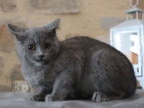 Des chatons Chartreux bleus disponibles à l'achat