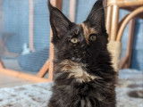Chatonne Maine Coon LOOF noir écaille de tortue à vendre