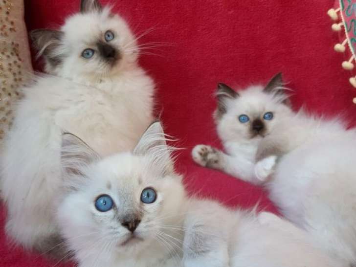 Trois chatonnes Ragdolls LOOF couleur seal à réserver