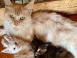 &Agrave; r&eacute;server : 4 chatons Maine Coons LOOF