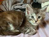 &Agrave; r&eacute;server : 4 chatons Maine Coons LOOF