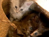 &Agrave; r&eacute;server : 4 chatons Maine Coons LOOF