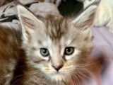 &Agrave; r&eacute;server : 4 chatons Maine Coons LOOF