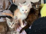 &Agrave; r&eacute;server : 4 chatons Maine Coons LOOF