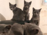 6 chatons Chartreux LOOF disponibles à la vente
