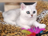 Chaton mâle British Shorthair LOOF à vendre