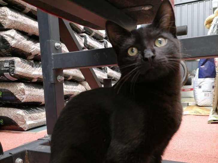 À adopter : chatte noire