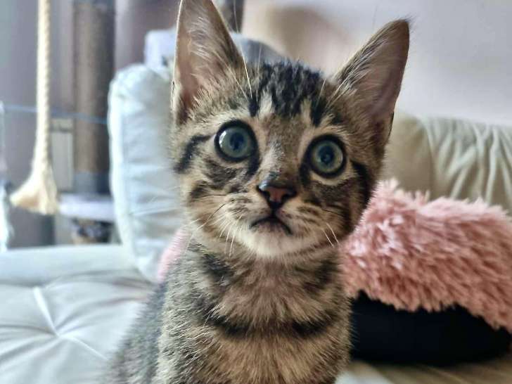 Chaton tigré cherchant un foyer