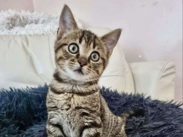 À céder : chaton mâle de 3 mois