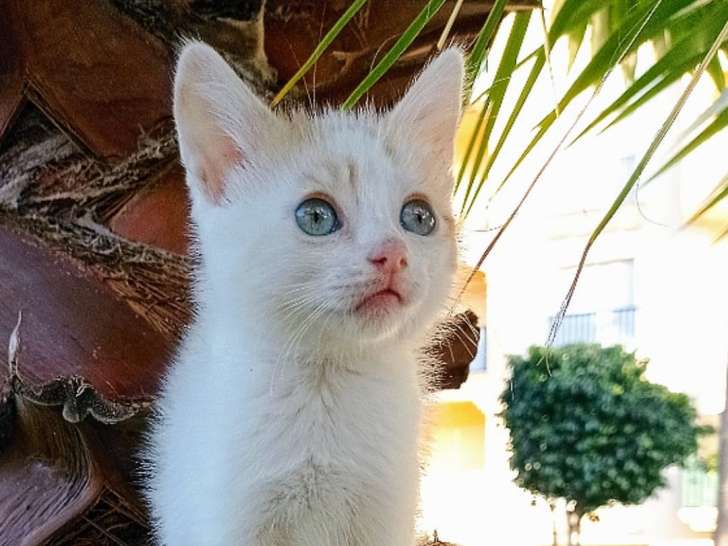 À céder : chaton mâle roux et blanc