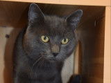 Chat gris à adopter
