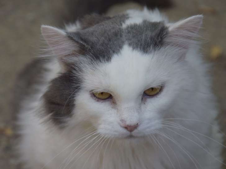 Chat mâle gris et blanc à céder