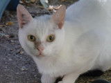 Chat blanc disponible à l'adoption