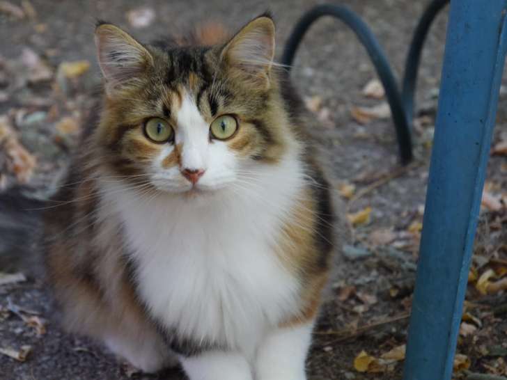 Disponible à l'adoption, une chatte tricolore