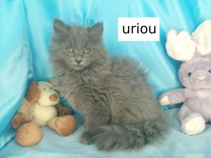 Uriou, chaton Sibérien LOOF très câlin
