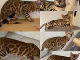 M&acirc;le Bengal LOOF &agrave; vendre