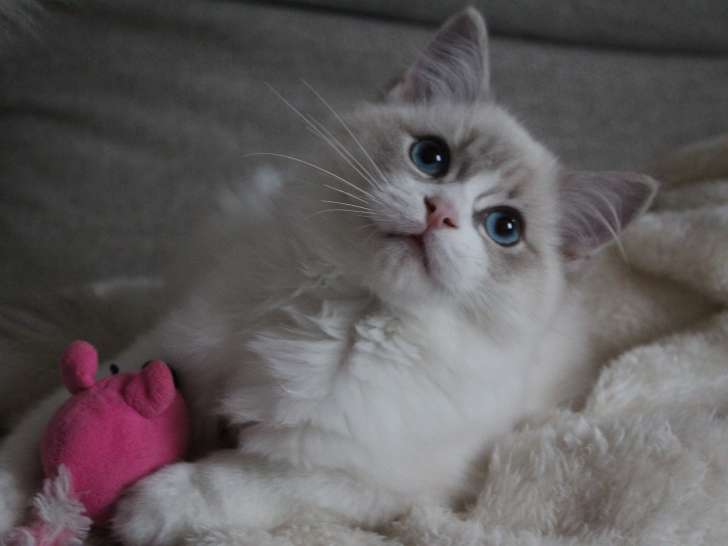 Chatons Ragdoll LOOf à vendre