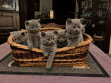 Chatons Chartreux à vendre