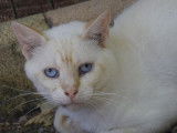 À donner : chat de 5 ans