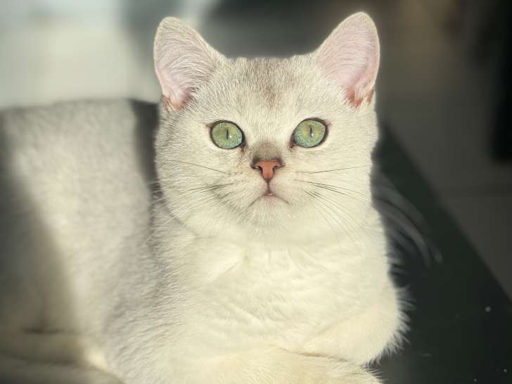 Chatons British Shorthair silver à vendre