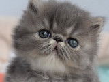 Chatons Persan à vendre