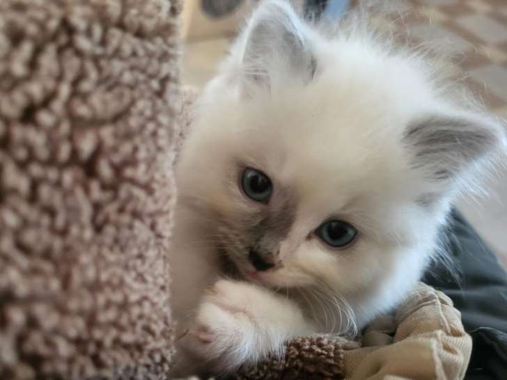 Chatons Ragdoll à vendre