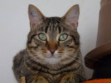 À céder : chat tigré