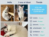 À adopter : chat âgé de 3 ans