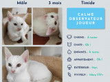 Disponible à l'adoption, un chaton de 3 mois