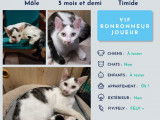 À adopter : chaton de 6 mois
