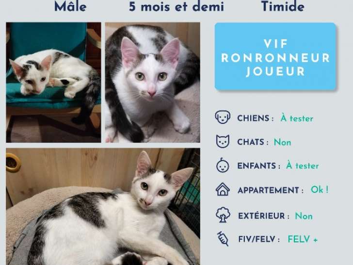 À adopter : chaton de 6 mois