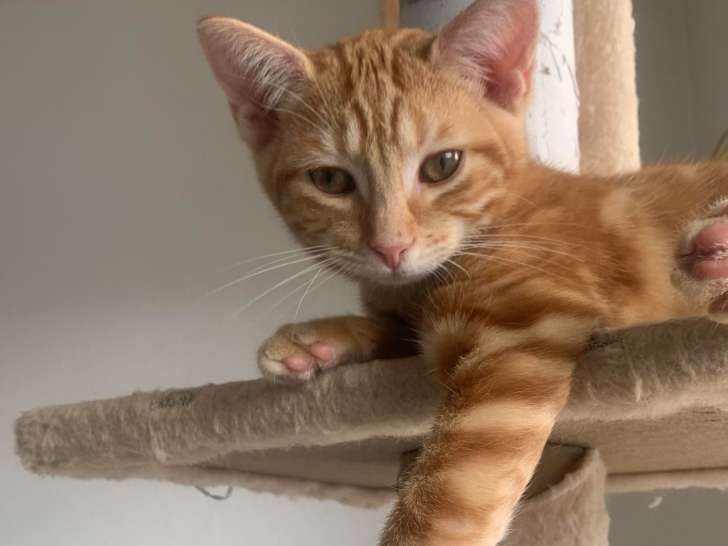 À donner : chaton mâle tigré roux
