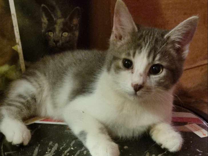 Chaton mâle à offrir
