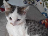 Disponible à l'adoption, un chaton mâle tigré blanc