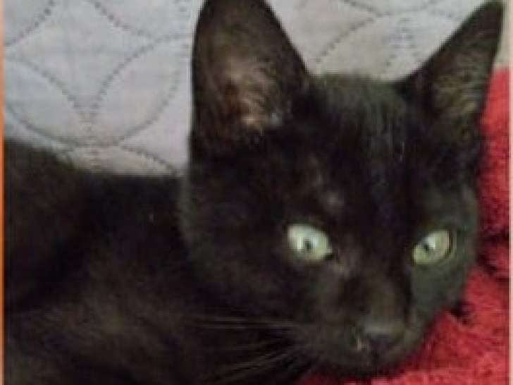 À adopter : chaton noir