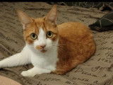 À donner : chat roux et blanc