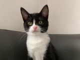 À donner : chaton femelle noir et blanc