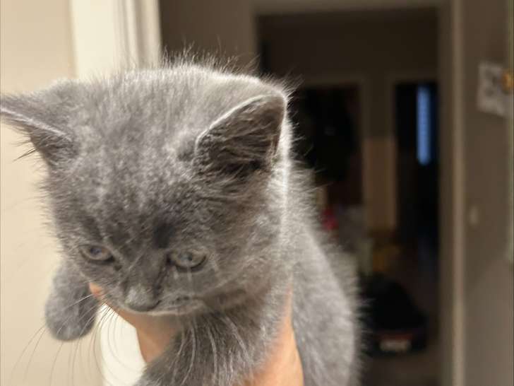 Adorable chaton British Shorthair bleu à vendre