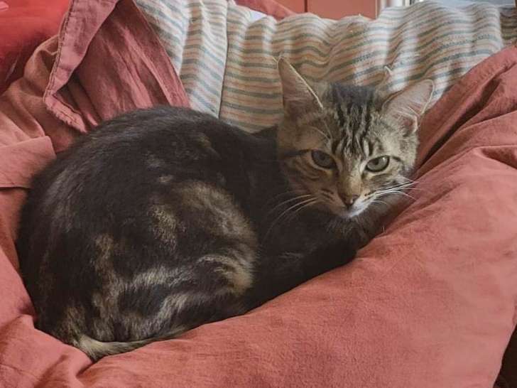 Oudini, chatte à adopter