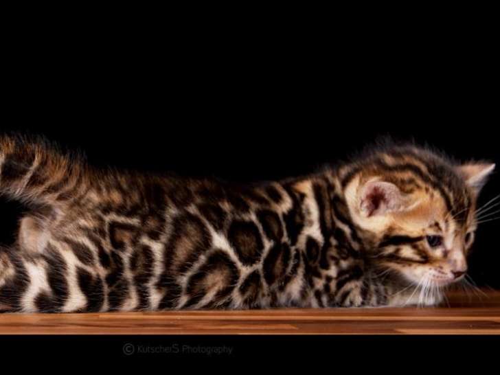 Magnifiques chatons Bengal à vendre