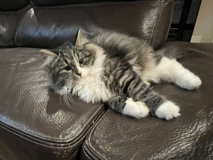 Chatonne Sibérien à vendre