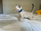 Chaton mâle snow lynx