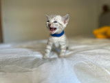 Chaton mâle snow lynx